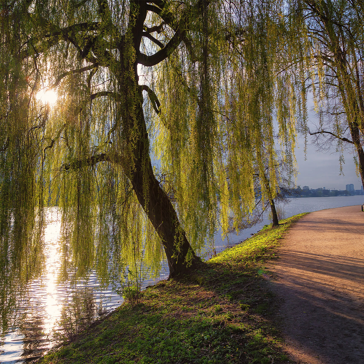 Sunlight shining through the hanging branches of a willow tree beside a lakeside path, with the water reflecting the warm light.